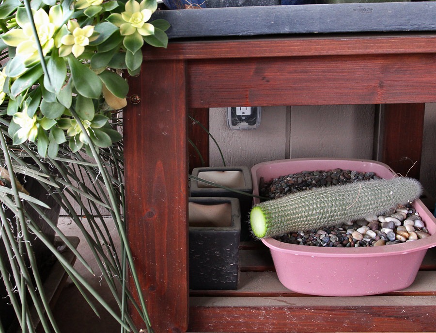 [120217_Cleistocactus-straussii_12%255B3%255D.jpg]
