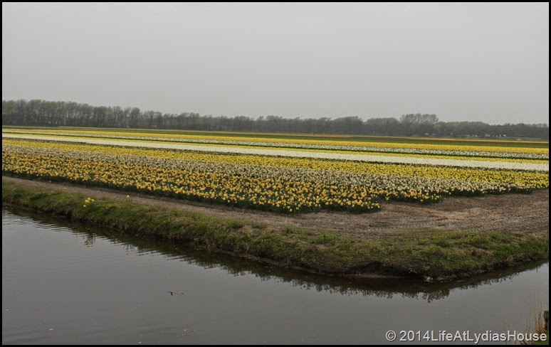 Holland Flower Fields 5