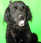 DUNKEL macho adulto mestizo negro. Convive con personas y animales.