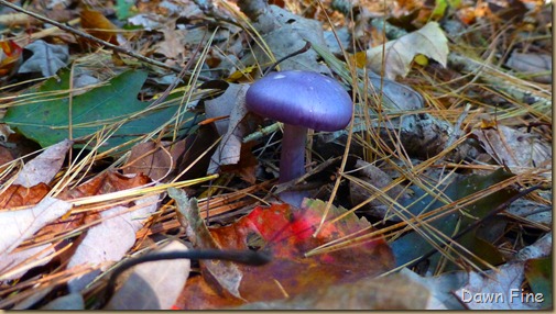 mushrooms_090
