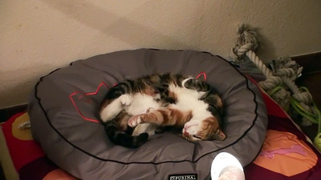 [Katze8%255B4%255D.jpg]