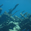  Scuba Dive Buck Island Reef