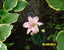SAM_1079