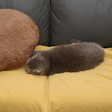 blanket on sofa