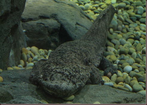 Amazing Animals Pictures Chinese Giant Salamander (10)