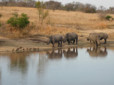 A big male rhino smelled the rhinos coming and ran down to the watering hole to challenge them and chase them off (or win them over and mate with the females). South Africa - 483.jpg