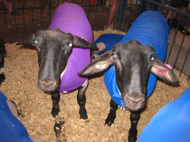[IMG_7403%255B3%255D.jpg]