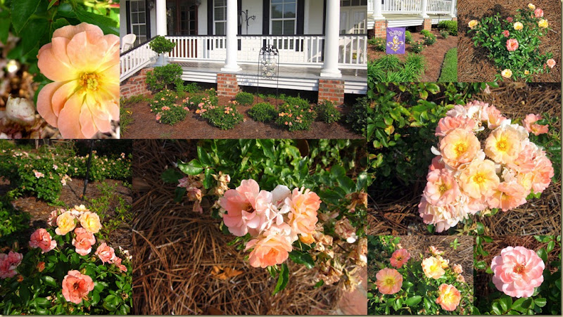 Driff roses post Driff roses post