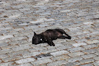 A Lesson in Cobblestones