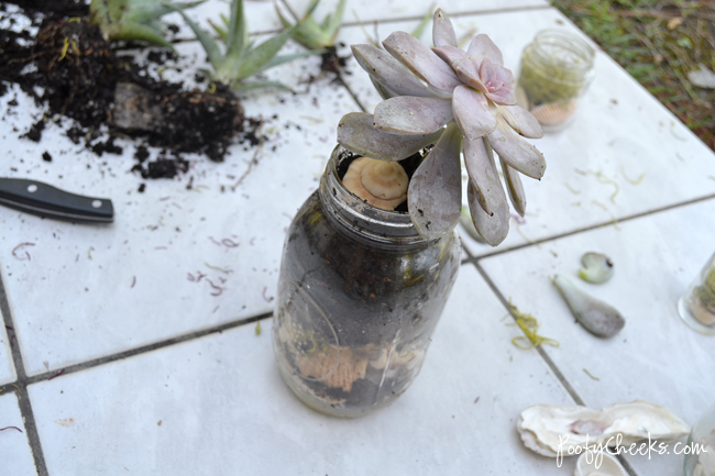 Seashell Succulent Jars