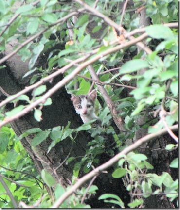 kitten in tree