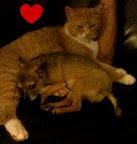 Big Suprise....Here is the one Minnow felt best represented her feline brother Max.  You see the pattern I'm talking about yes?
