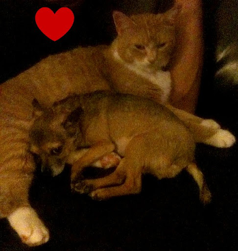 Big Suprise....Here is the one Minnow felt best represented her feline brother Max.  You see the pattern I'm talking about yes?