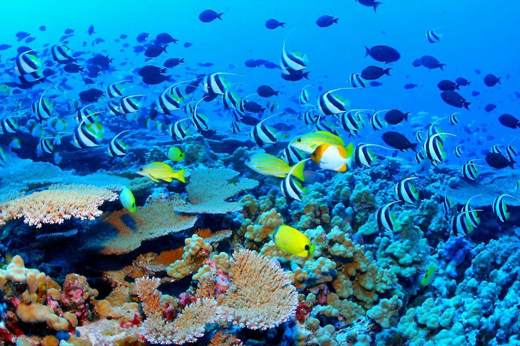 [Great_Barrier_Reef_Biodiversity7.jpg]