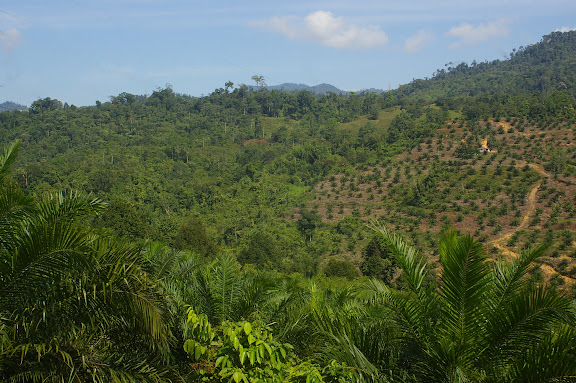 Déforestation et premières plantations de palmiers à huile (à l'est de Ranau, Sabah, Malaisie), 1er août 2011. Photo : J.-M. Gayman