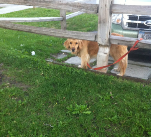 This muffin ultimately got to share a real muffin when her human returned!