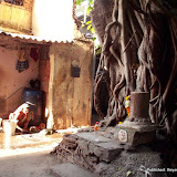 Tree is the Temple