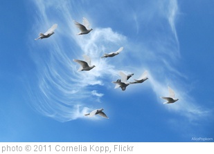 'peace doves' photo (c) 2011, Cornelia Kopp - license: http://creativecommons.org/licenses/by-nd/2.0/
