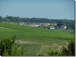 135 finally vinyards on way to Epernay.