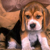 1024-beagle-17.jpg