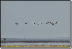 Donna Nook Seal Rookery