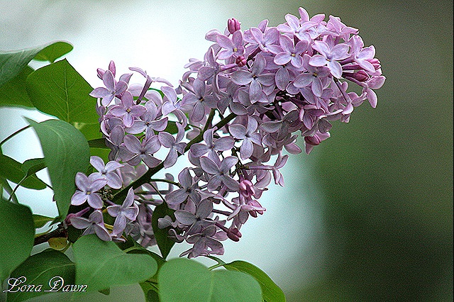 [Lilacs_Of_Spring4%255B8%255D.jpg]