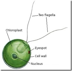 eyespot in chlamydomonas