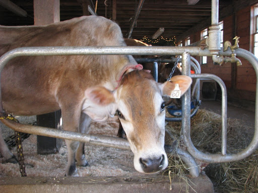 Lucinda the heifer all grown up