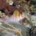 P7024147