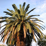 giant palm tree in hiroshima in Hiroshima, Japan 