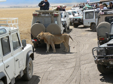 Safari: A lion in Ngorongoro 