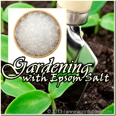 Gardening with Epsom Salt: agrinfobank.com