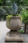 This includes palms, cycads, and succulents like agaves and cacti.  Each are planted in majestic stone pots.