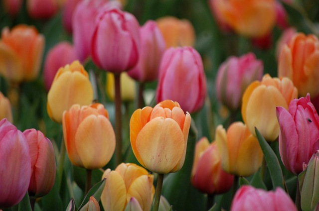 [tulips4%255B2%255D.jpg]