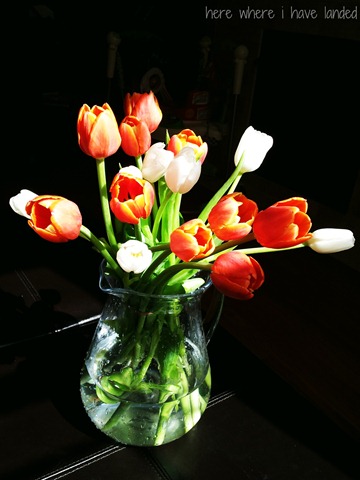 [tulips%255B3%255D.jpg]