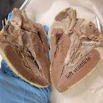 heart_hamburger_cut_labeled.JPG