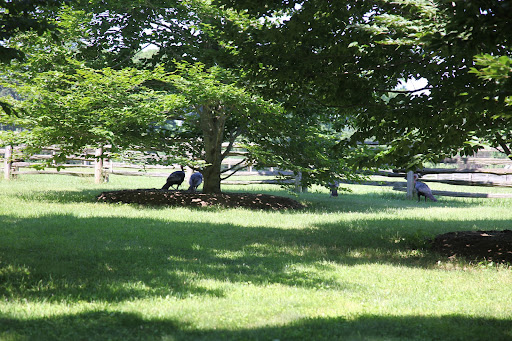 Those are no chickens - they're wild turkeys!  When most Americans think of turkey, they think of Thanksgiving, but these game birds were hunted year round by Native Americans.