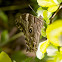 Himalayan Common Treebrown