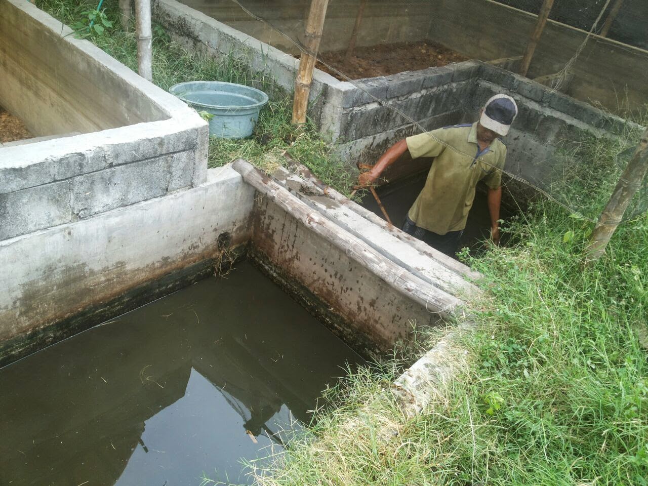 budidaya lele dan cacing lumbricus rubellus wil surabaya budidaya lele dan cacing lumbricus rubellus wil surabaya
