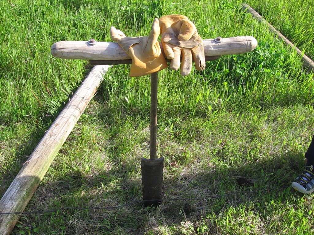 [cow-3084.jpg]