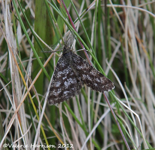 [4-common-heath%255B2%255D.jpg]