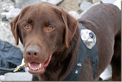 Adiestramiento Para Perros Cruz Roja3