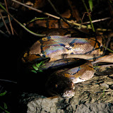 Reticulated python