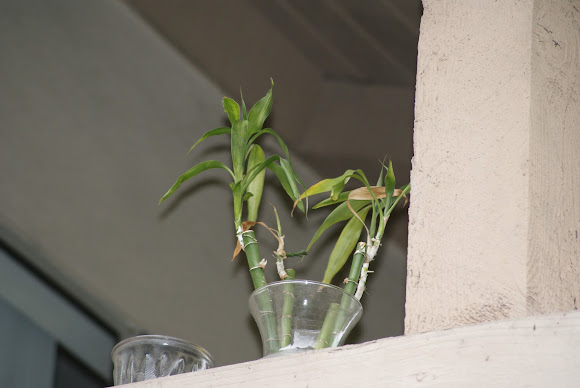 Spotting Image 1