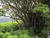 Waihe'e Ridge Trail.