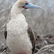 Red Footed Booby