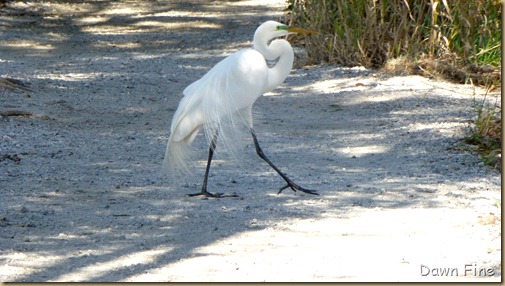 Magnolia Plantation_430