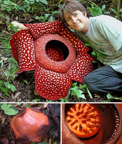 World’s Largest Flower, Rafflesia arnoldii