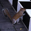 Eastern Gray Squirrel