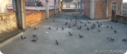 Pigeons waiting for grains